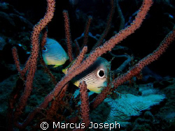 Four-eye Butterfly fish by Marcus Joseph 